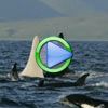 Rare White Killer Whale Spotted in the Wild - Albino Orca Video